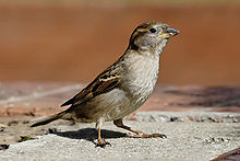 220px-House_sparrow04.jpg