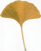 479px-Autumn_Ginkgo_Leaf.jpg